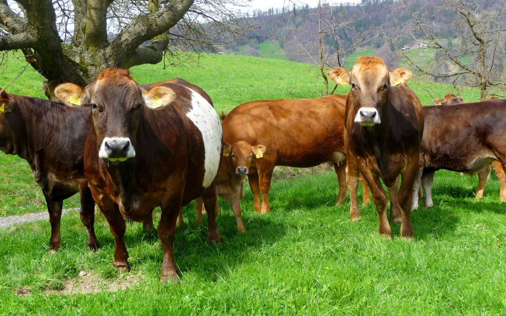 Eine gemischte Rindergruppe mit Kalb